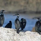 Brandt's Cormorant